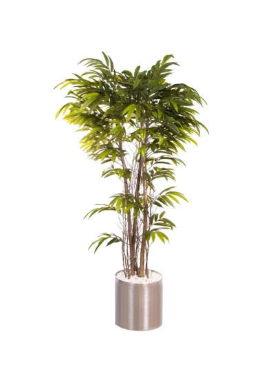1028 Mango 170 Cm