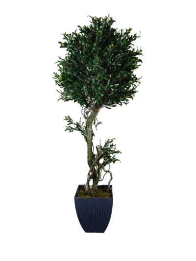 1053 Zeytin 180 Cm