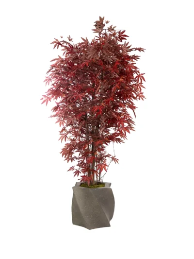1095 Japon Akcaagac 180 Cm