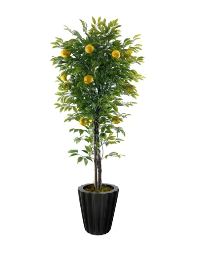 1114 Limon 180 Cm