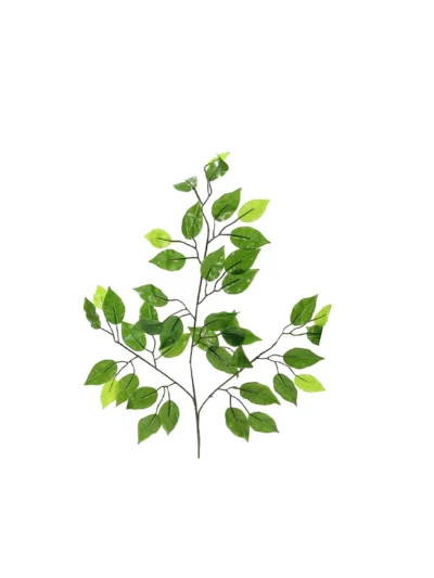 1607 Acik Benjamin Ficus