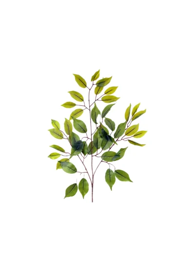 1610 Benjamin Ficus
