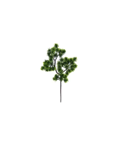 1657 Japon Bonsai