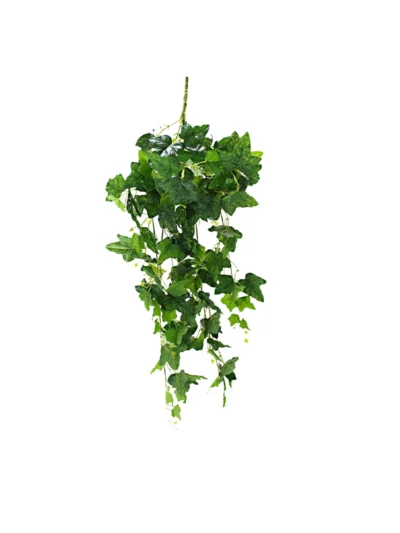 1670 Hedera 95 Cm