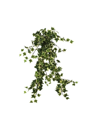 1677 Hedera 80 Cm