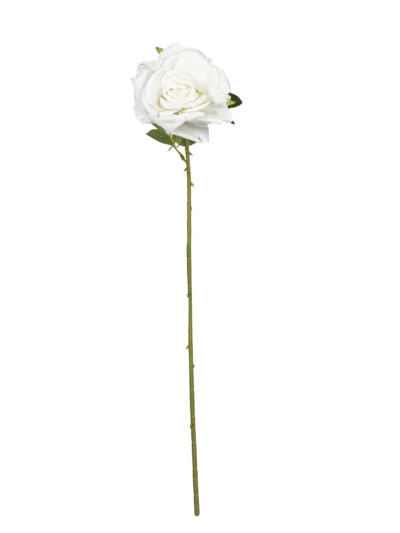 Ms6 121 Krem Acik Gul 70 Cm